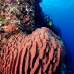 sponge_barrel_jg_v_0705_png0752.jpg